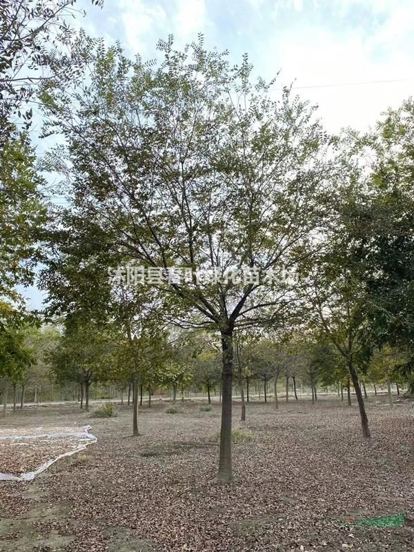 樸樹價格_樸樹圖片_樸樹基地_樸樹產(chǎn)地