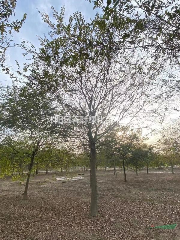 樸樹價格_樸樹圖片_樸樹基地_樸樹產(chǎn)地