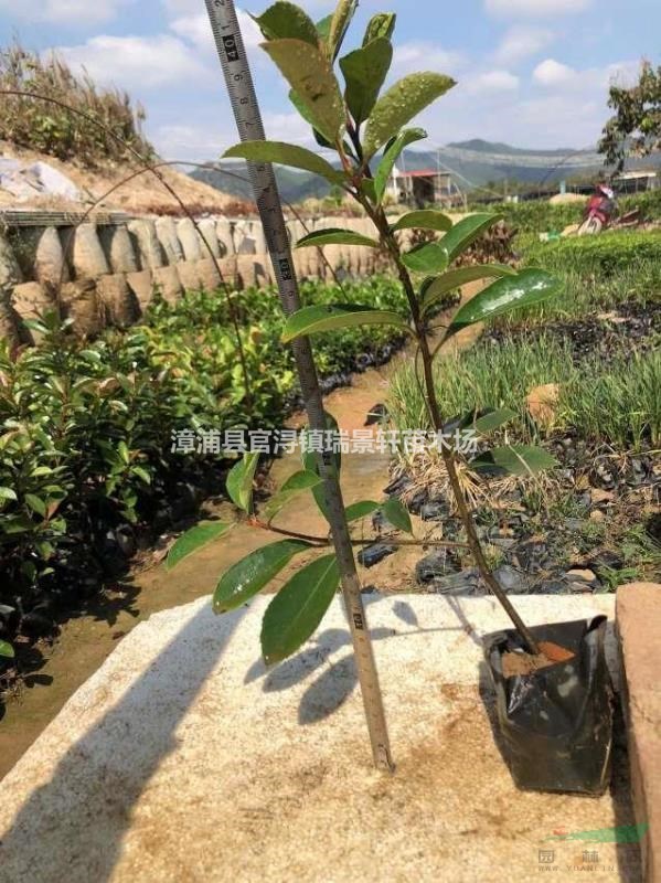 紅葉石楠 高度30-50漳州基地直發(fā)