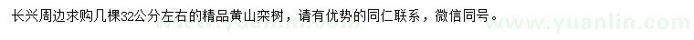 求購(gòu)32公分左右黃山欒樹