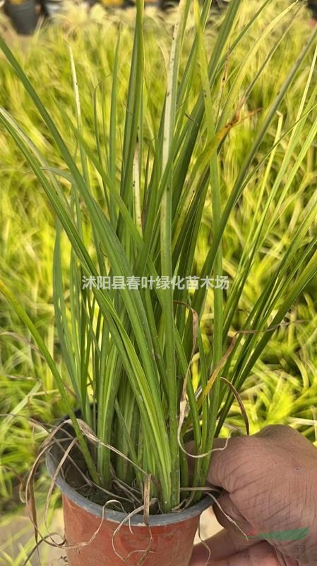 江蘇金葉石菖蒲價格優(yōu)惠/江蘇沭陽金葉石菖蒲低價銷售