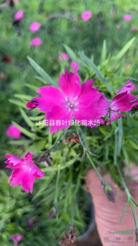 歐石竹價格_歐石竹圖片_歐石竹基地_歐石竹產地