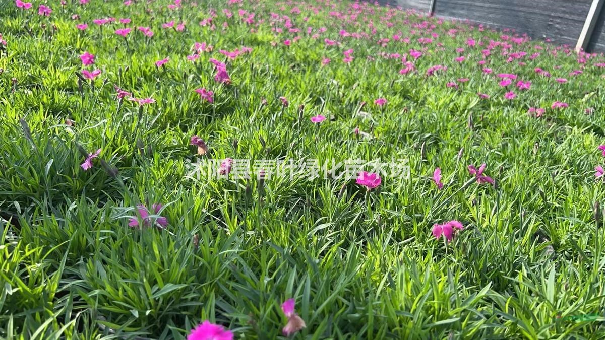 歐石竹價格_歐石竹圖片_歐石竹基地_歐石竹產地