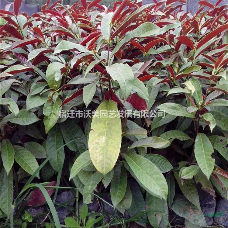 紅背桂 杯苗 市政園林綠化苗 質(zhì)量?jī)?yōu) 根系好 易成活