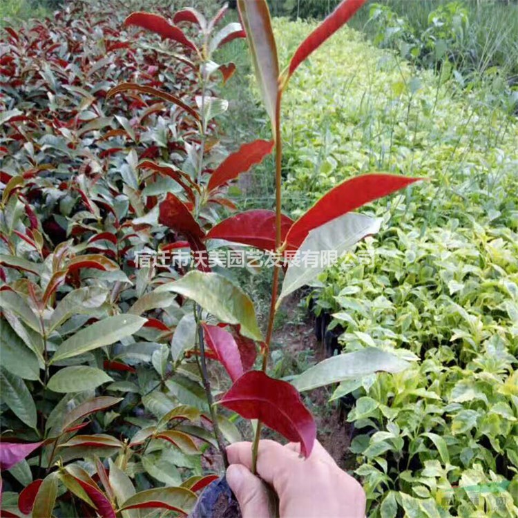 紅背桂 杯苗 市政園林綠化苗 質(zhì)量?jī)?yōu) 根系好 易成活