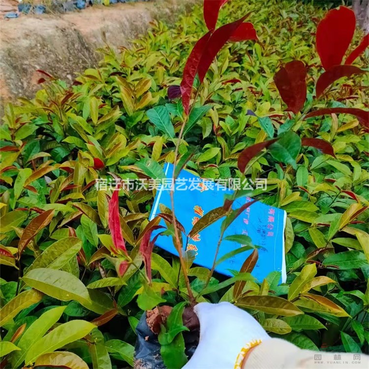 紅背桂 杯苗 市政園林綠化苗 質(zhì)量?jī)?yōu) 根系好 易成活