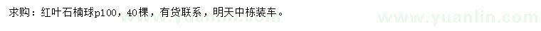 求購冠100公分紅葉石楠球