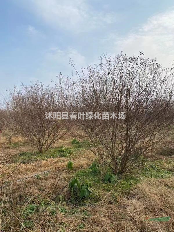 叢生紫薇價(jià)格_叢生紫薇圖片_叢生紫薇基地_叢生紫薇產(chǎn)地