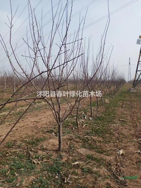 蘋果樹價格_蘋果樹圖片_蘋果樹基地_蘋果樹產(chǎn)地