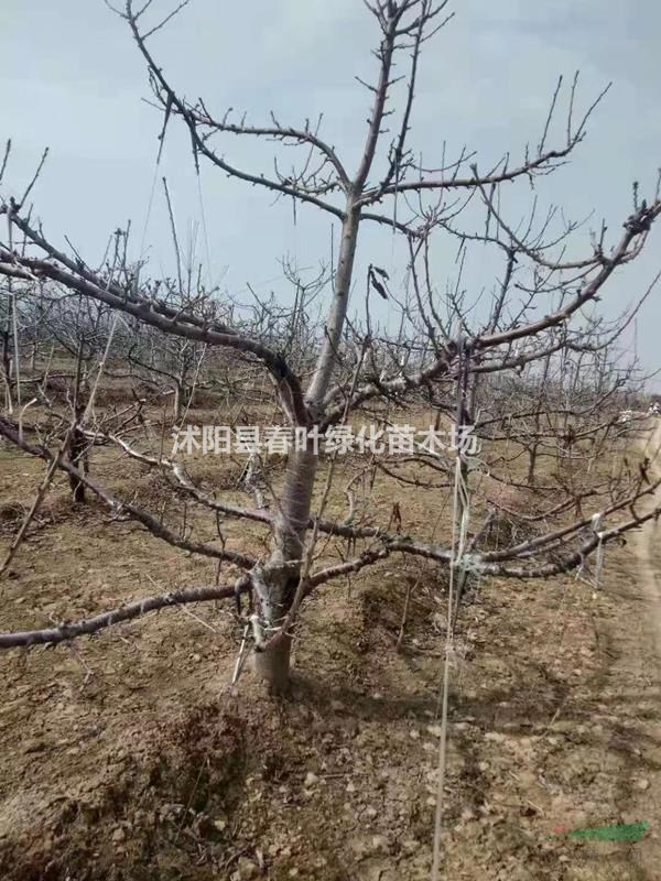 蘋果樹價格_蘋果樹圖片_蘋果樹基地_蘋果樹產(chǎn)地