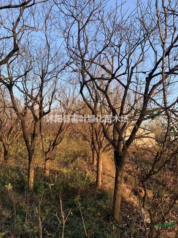 江蘇柿子樹價格_江蘇柿子樹圖片_江蘇柿子樹苗圃基地