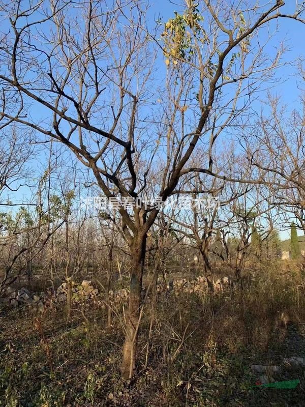 江蘇柿子樹價格_江蘇柿子樹圖片_江蘇柿子樹苗圃基地