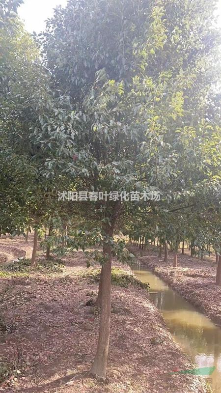 江蘇香樟價格優(yōu)惠/江蘇沭陽香樟低價銷售