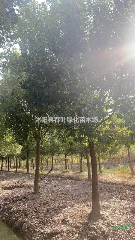 江蘇香樟圖片展示/江蘇沭陽香樟行情報價
