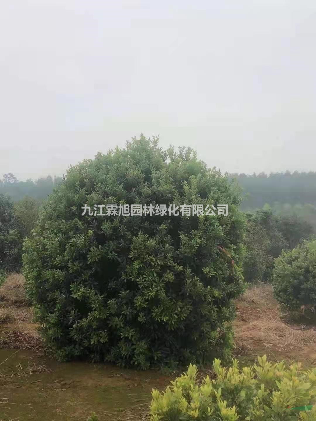 精品叢生楊梅樹 叢生楊梅果樹 特價(jià)叢生楊梅樹 叢生楊梅基地
