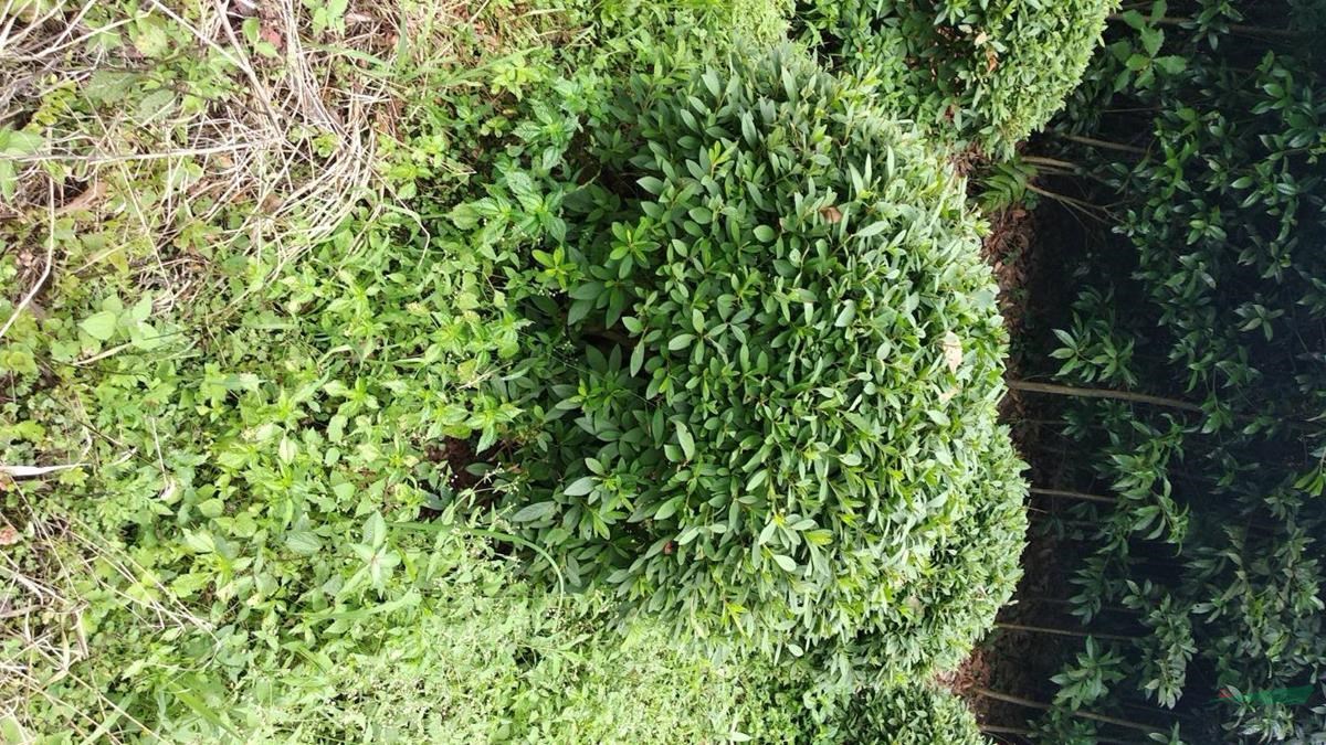 重庆供应春鹃球