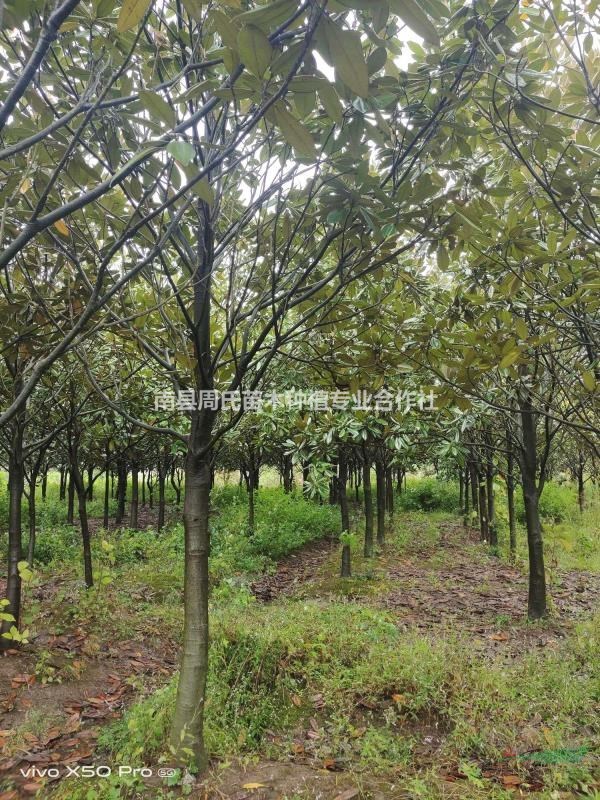 湖南南縣大量供應(yīng)8-22公分廣玉蘭