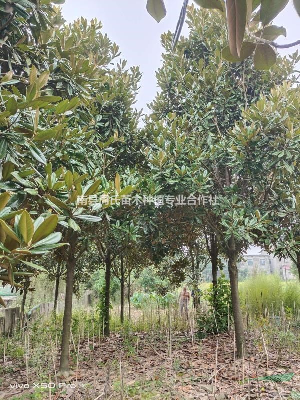 湖南南縣大量供應(yīng)8-22公分廣玉蘭