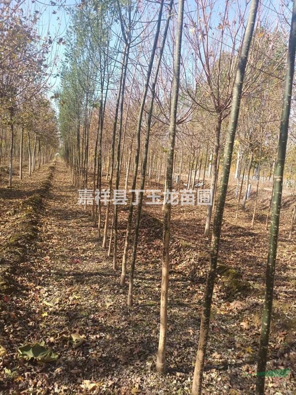 出售新國(guó)槐苗 2-3-5公分國(guó)槐苗