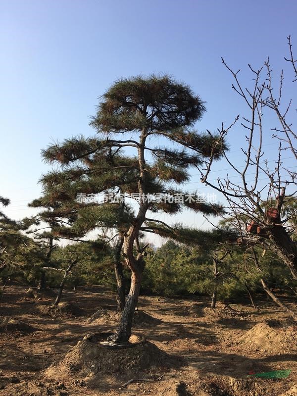 山东造型松，山东泰安造型松，山东景观松