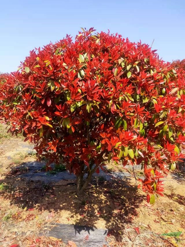 自家基地還有很多紅葉石楠批發(fā) 