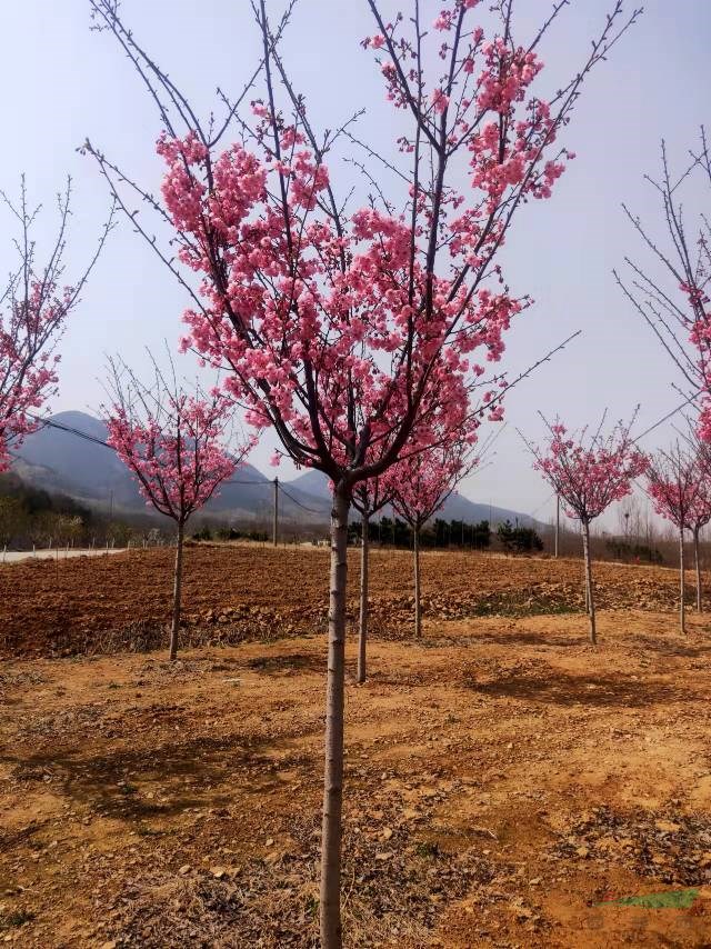 青島櫻花專業(yè)培育基地大量批發(fā)陽(yáng)光櫻花  山東陽(yáng)光櫻花  山東
