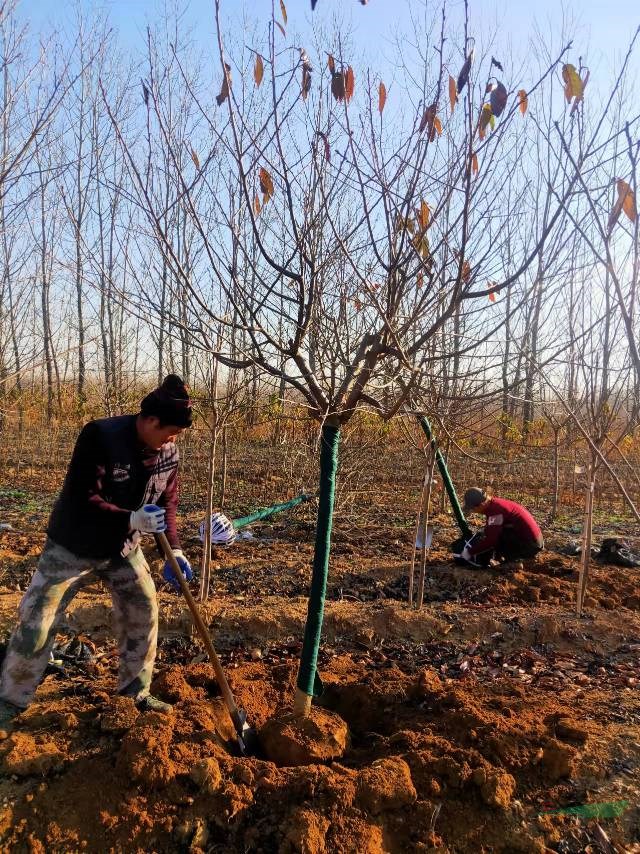 這是自家基地9公分飛寒櫻花圖片 青島10公分飛寒櫻花