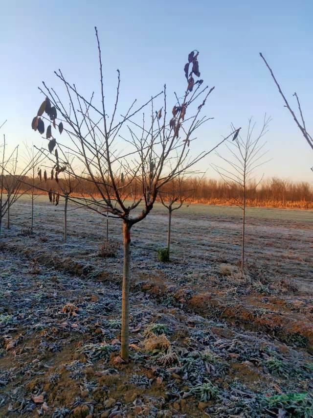 這是自家基地9公分飛寒櫻花圖片 青島10公分飛寒櫻花