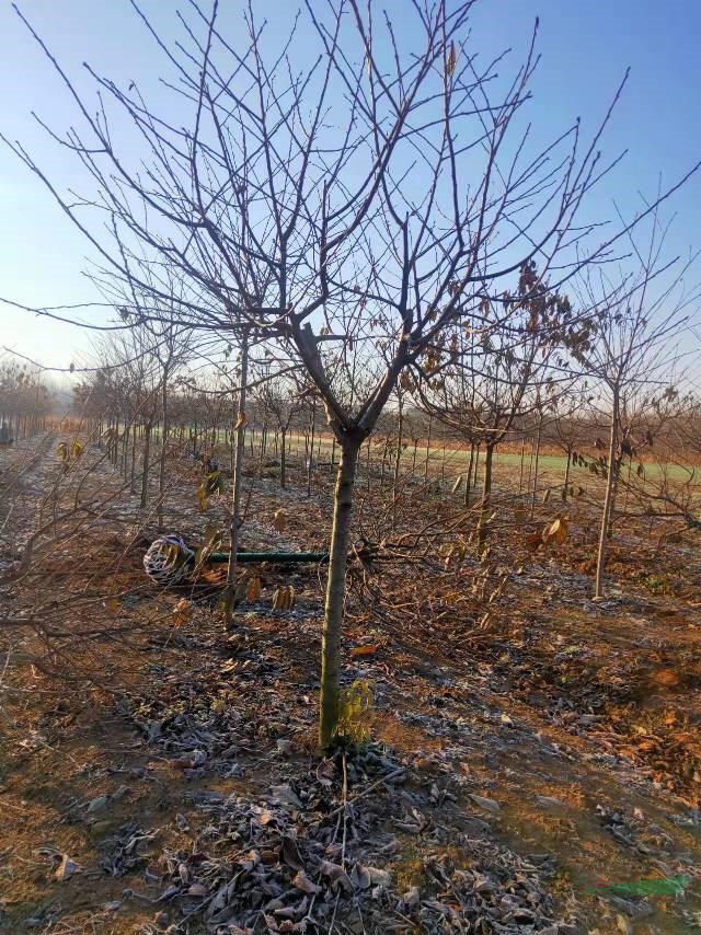 青島11公分飛寒櫻花價(jià)格 山東青島12公分飛寒櫻花大量批發(fā)