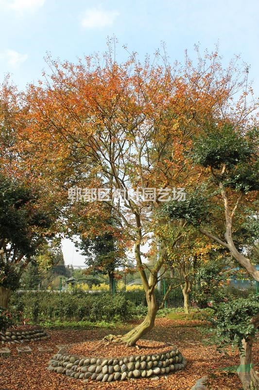 樹(shù)葉園藝供應(yīng)精品庭院紫薇，點(diǎn)景造型紫薇，紅花紫薇，原生老紫薇