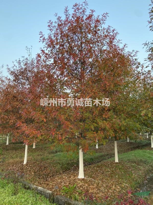 浙江嵊州精品娜塔栎基地直销10—20公分