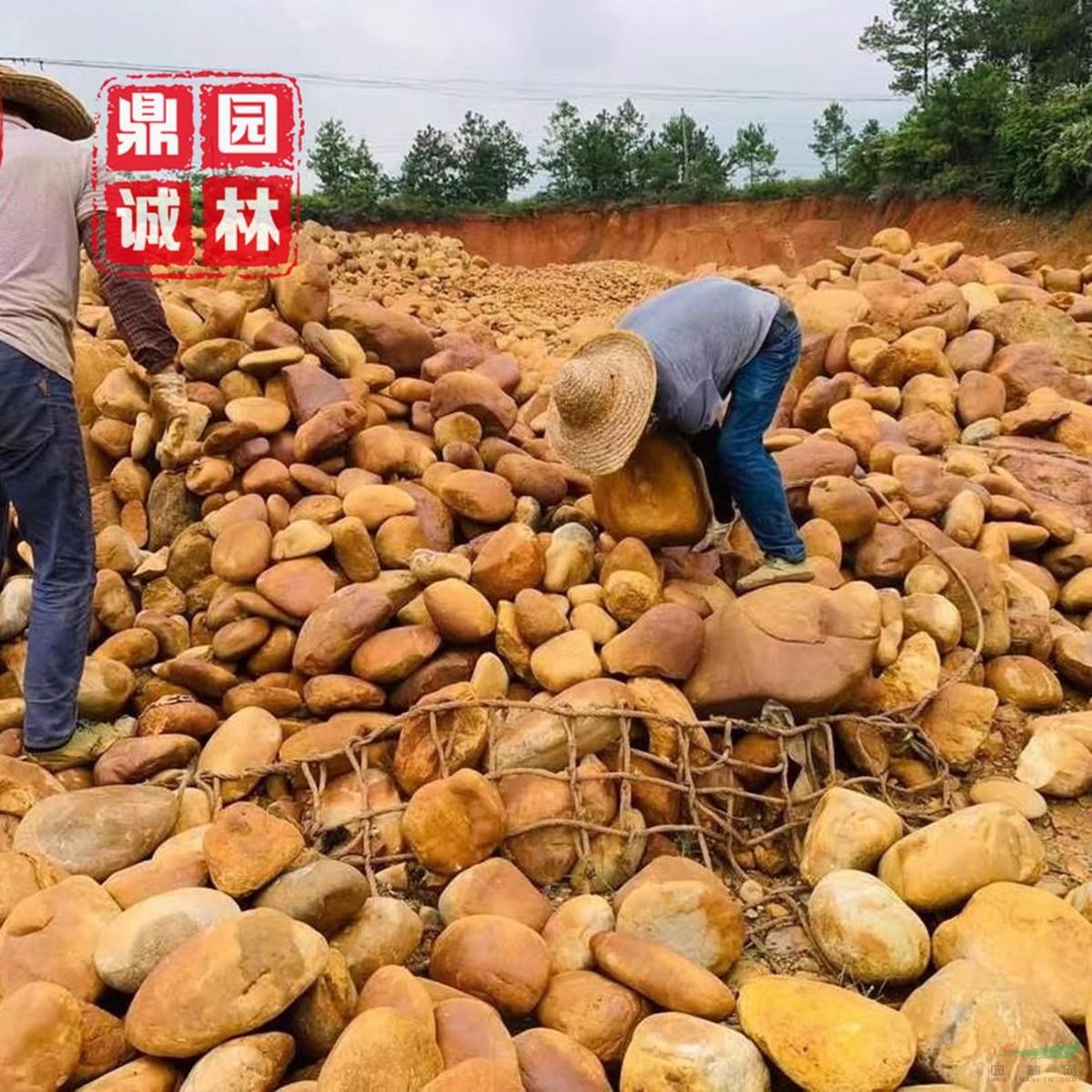 天然生態(tài)黃蠟石綠化帶擺放河道護坡批發(fā)直銷 規(guī)格齊全