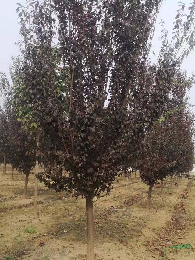 河南8-12红叶李基地直销