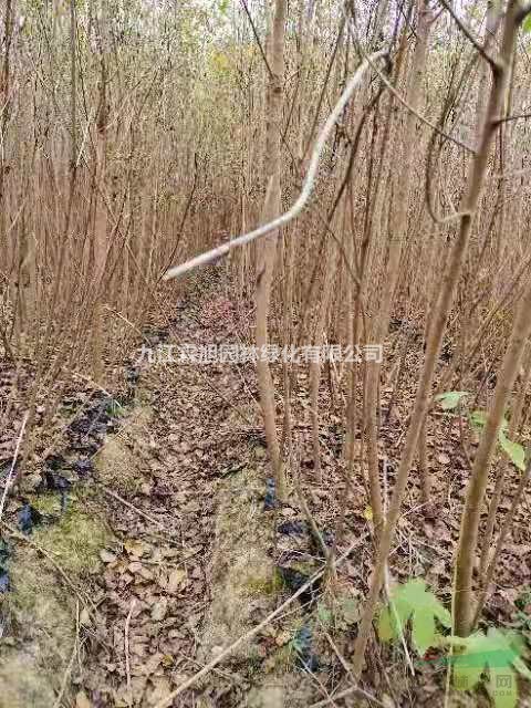 江西烏桕杯苗供應(yīng)商 九江本地烏桕杯苗 2公分烏桕?duì)I養(yǎng)杯苗