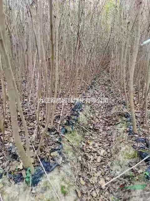 江西烏桕杯苗供應(yīng)商 九江本地烏桕杯苗 2公分烏桕?duì)I養(yǎng)杯苗