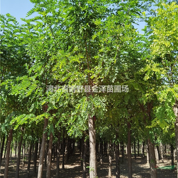 紅花洋槐 10公分香花槐