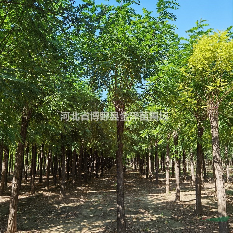 紅花洋槐 10公分香花槐