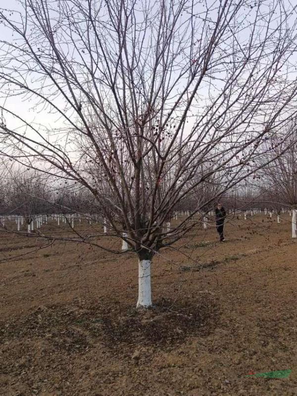 本基地還有17公分精品絢麗海棠 山東18公分精品絢麗海棠