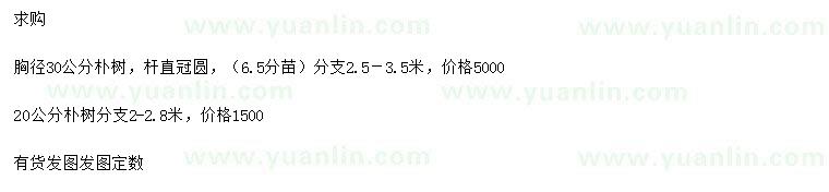 求購(gòu)胸徑20、30公分樸樹(shù)