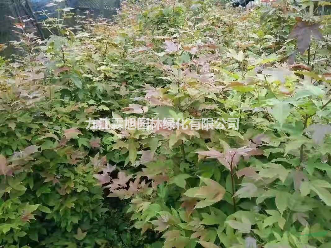 九江供應(yīng)0.6-0.8公分半楓荷小苗18元一棵 半楓荷小苗價格便宜
