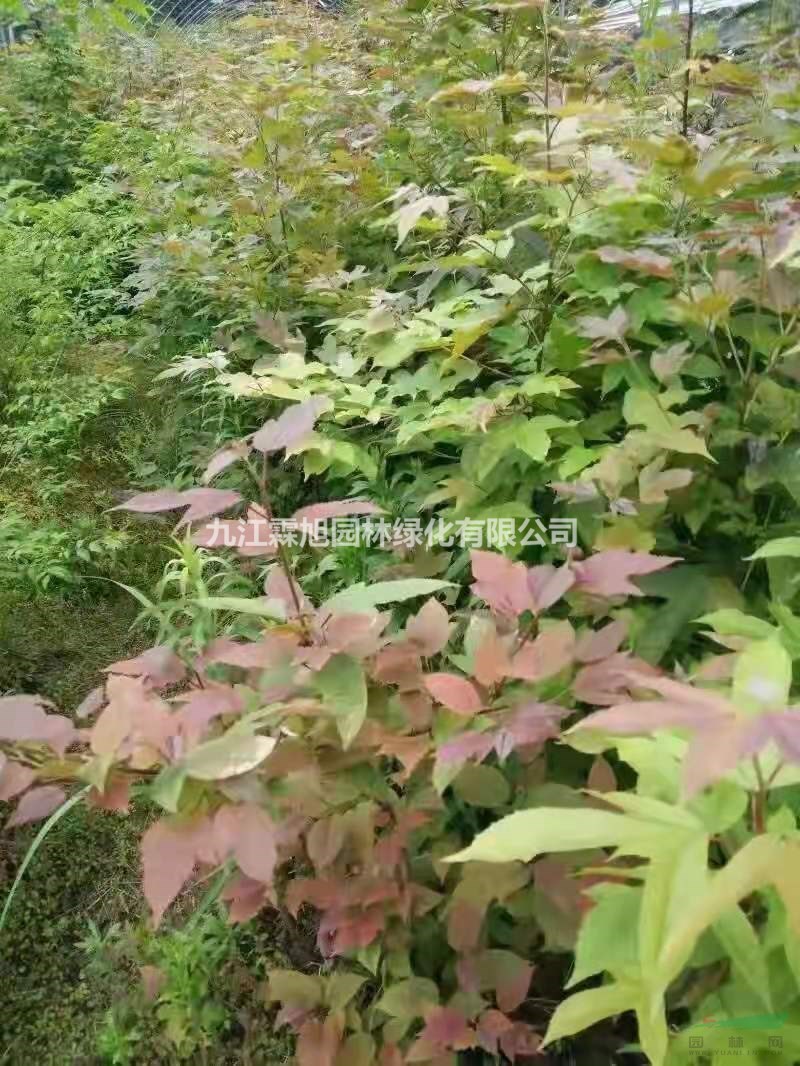 九江供應(yīng)0.6-0.8公分半楓荷小苗18元一棵 半楓荷小苗價格便宜