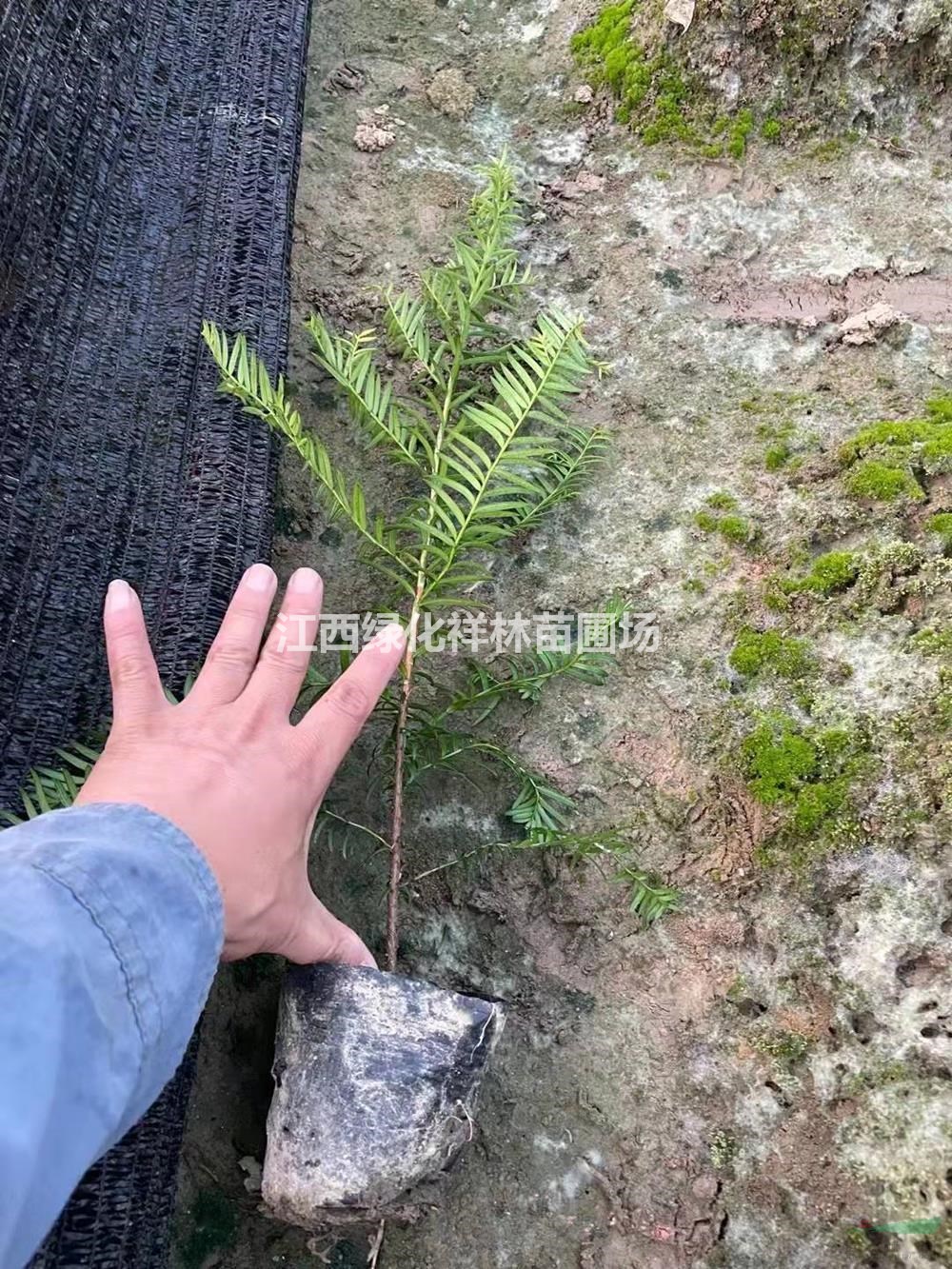 江西供應紅豆杉杯苗 九江紅豆杉小苗規(guī)格齊全