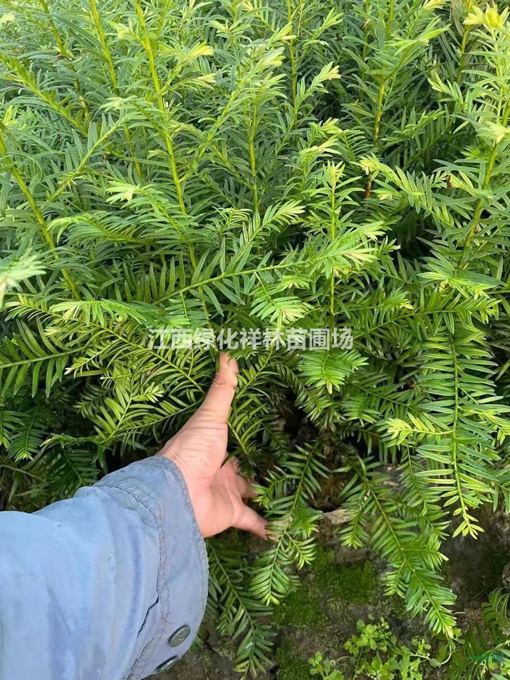 江西供應紅豆杉杯苗 九江紅豆杉小苗規(guī)格齊全