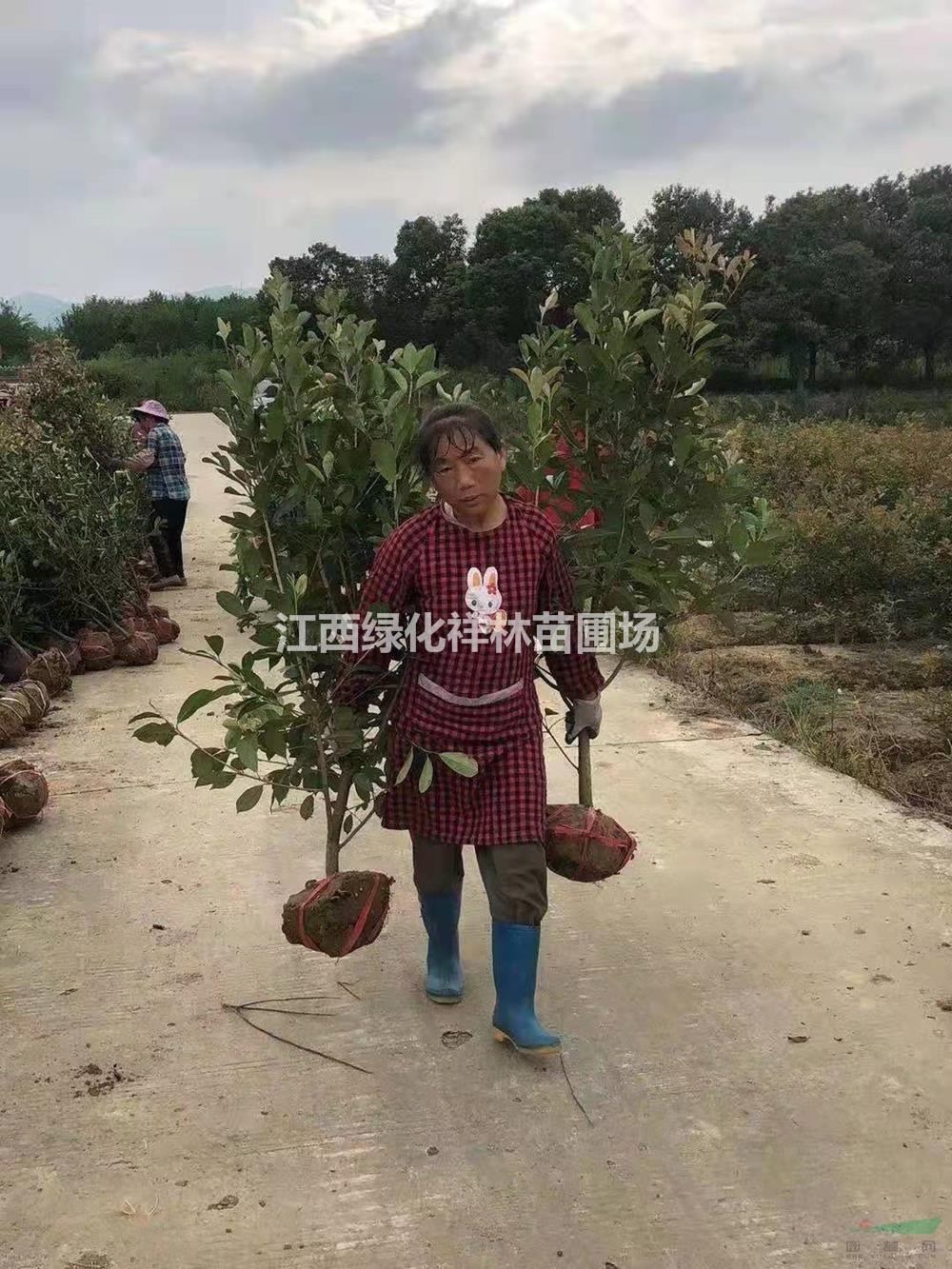 紅葉石楠籬笆苗 紅葉石楠行情報價/紅葉石楠籬笆苗 紅葉石楠圖片展示