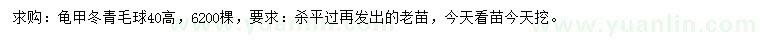 求購(gòu)高40公分龜甲冬青球