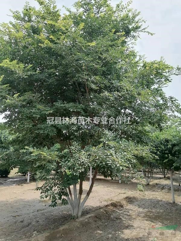 叢生絲棉木叢生金葉白蠟叢生榆樹出售