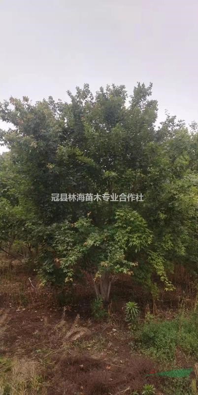 叢生絲棉木叢生金葉白蠟叢生榆樹出售