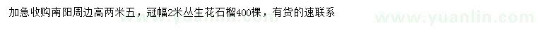 求購高2.5米叢生花石榴