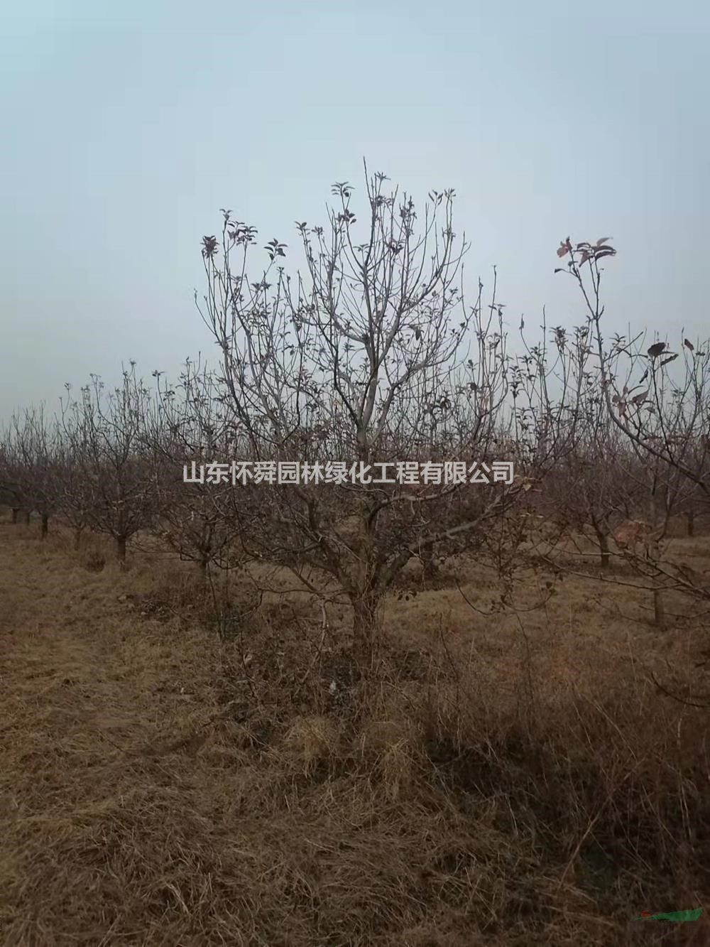 山東八棱海棠熟貨 菏澤精品八棱海棠培育 鄆城果海棠供應(yīng)商