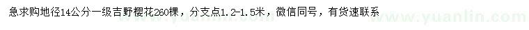 求購地徑14公分吉野櫻